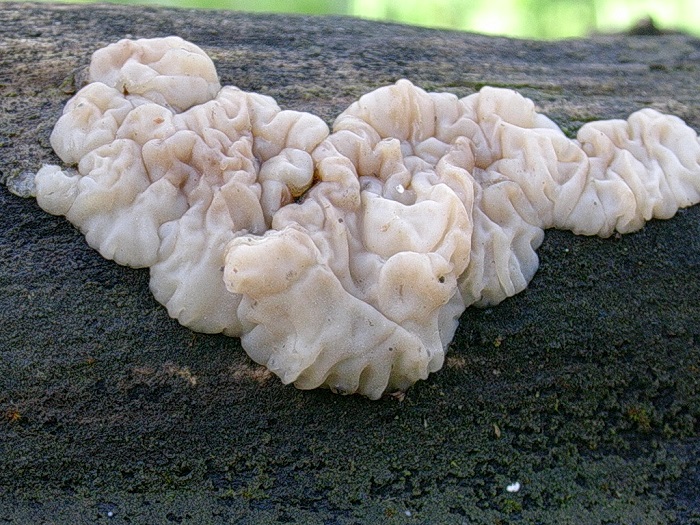 987 Aprile vecchio ritrovamento